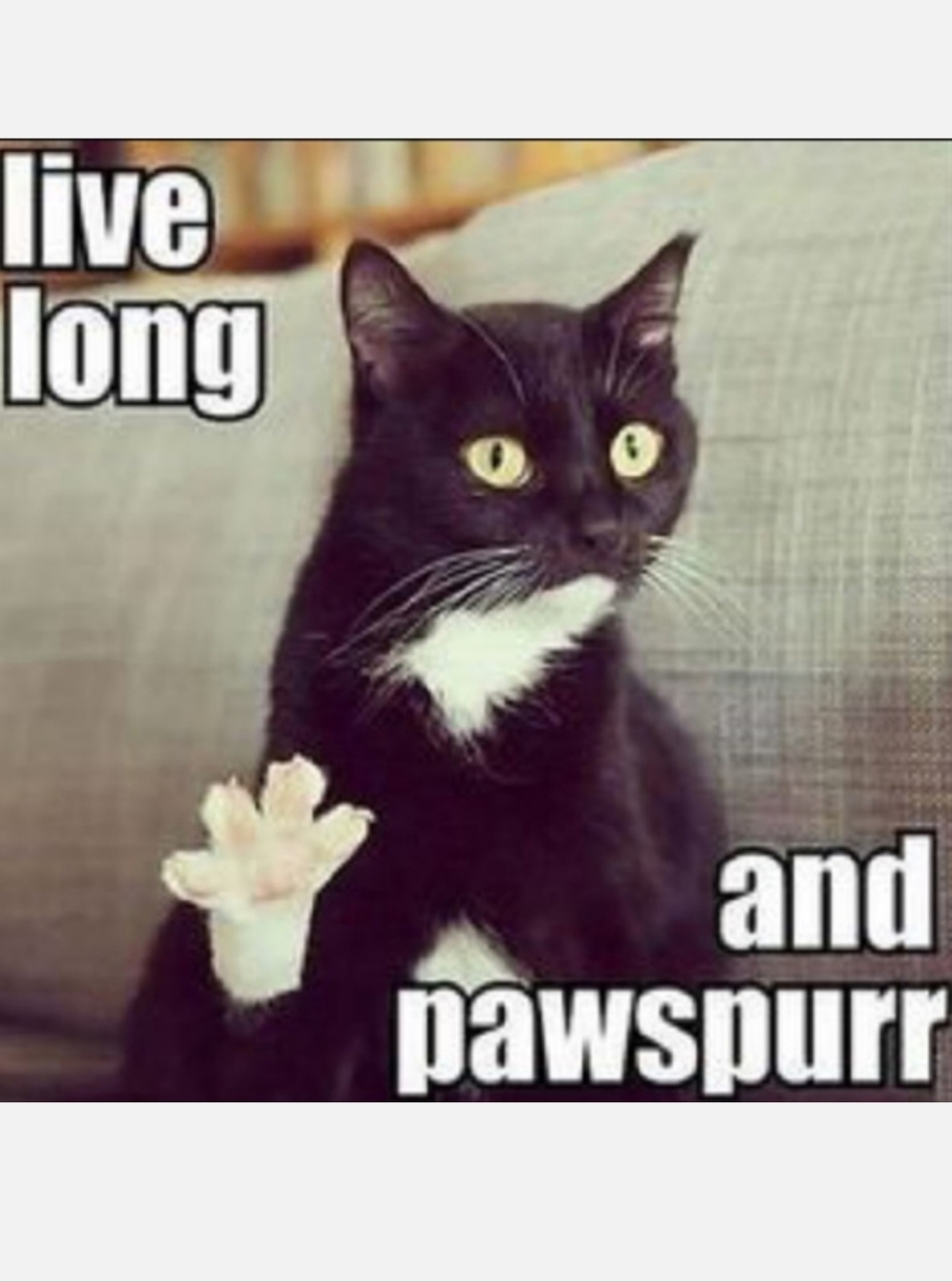 Smoke free & Pet Free Home - Follow me Game